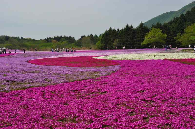 富士芝桜まつり_b0167370_166367.jpg