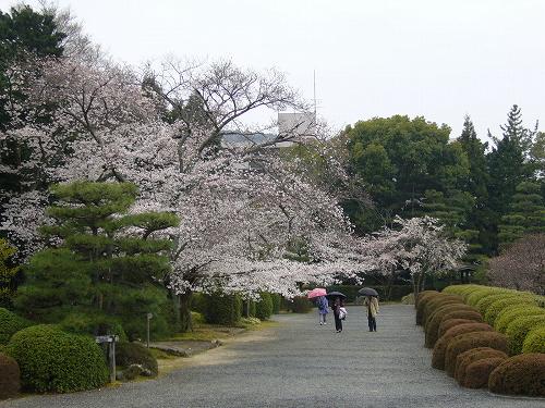 お花見：醍醐　【その２】_f0163873_16414882.jpg