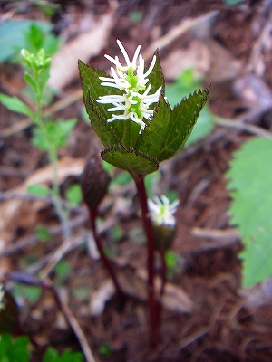 f0182173_1057551.jpg