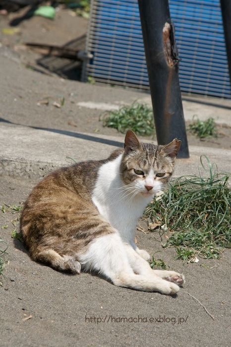 Cats in Syounan #17_c0158775_1949138.jpg