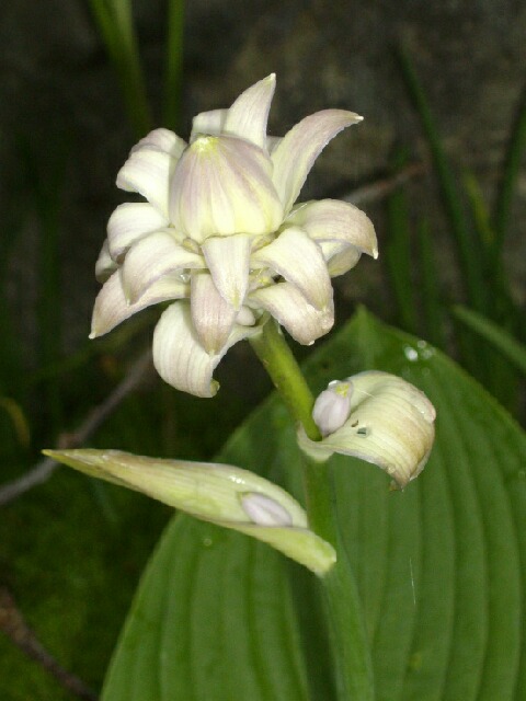 トマトの脇芽の天ぷら、竹の子、行者にんにくの花、うるいの蕾_f0018078_8213511.jpg