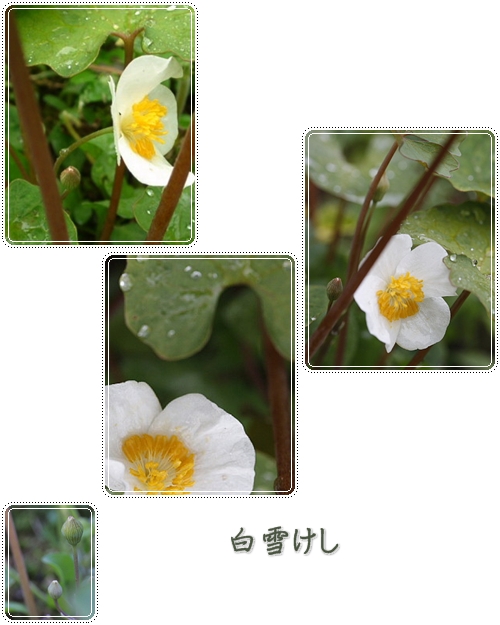ガーデンの花・・・初夏２_a0079880_0441794.jpg