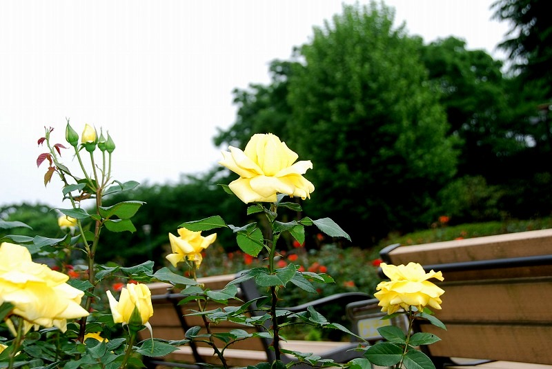 与野公園の薔薇②_c0187781_7534823.jpg