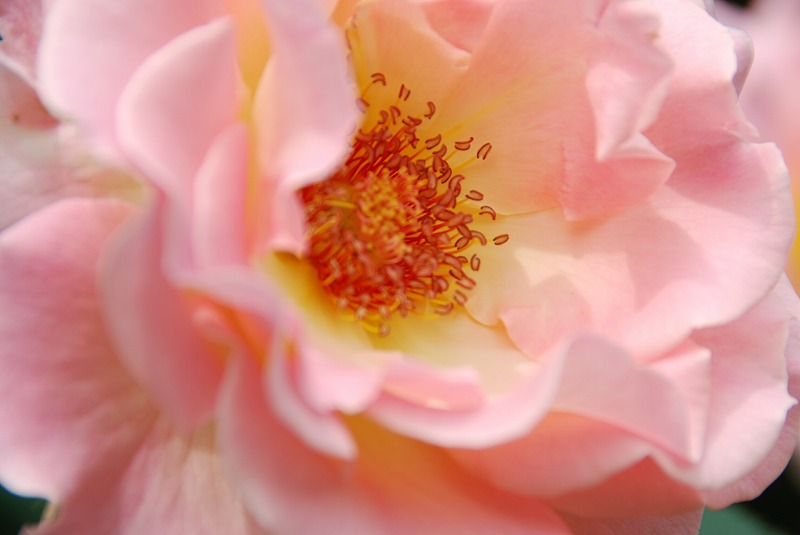 与野公園の薔薇②_c0187781_80026.jpg