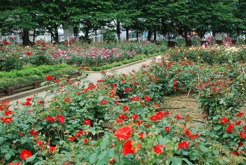 c0187781_814587.jpg