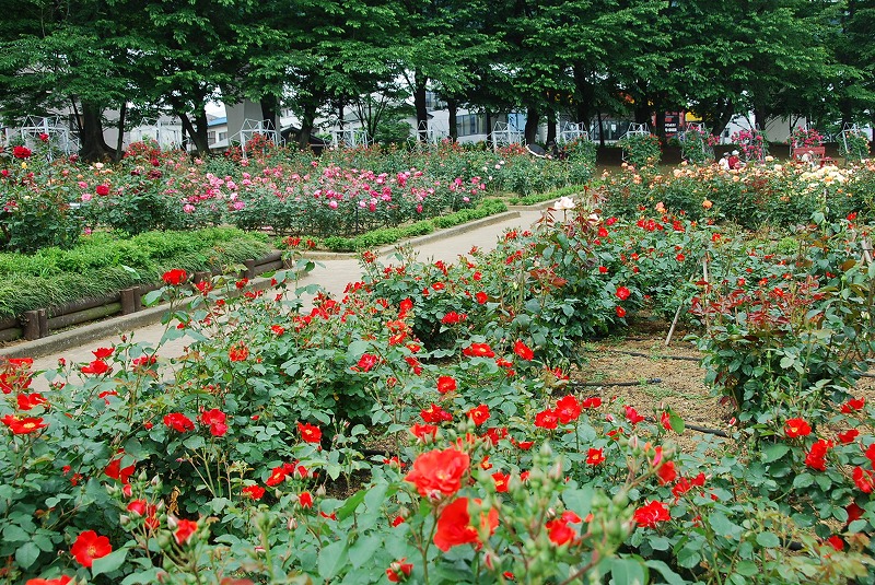 与野公園の薔薇②_c0187781_814587.jpg