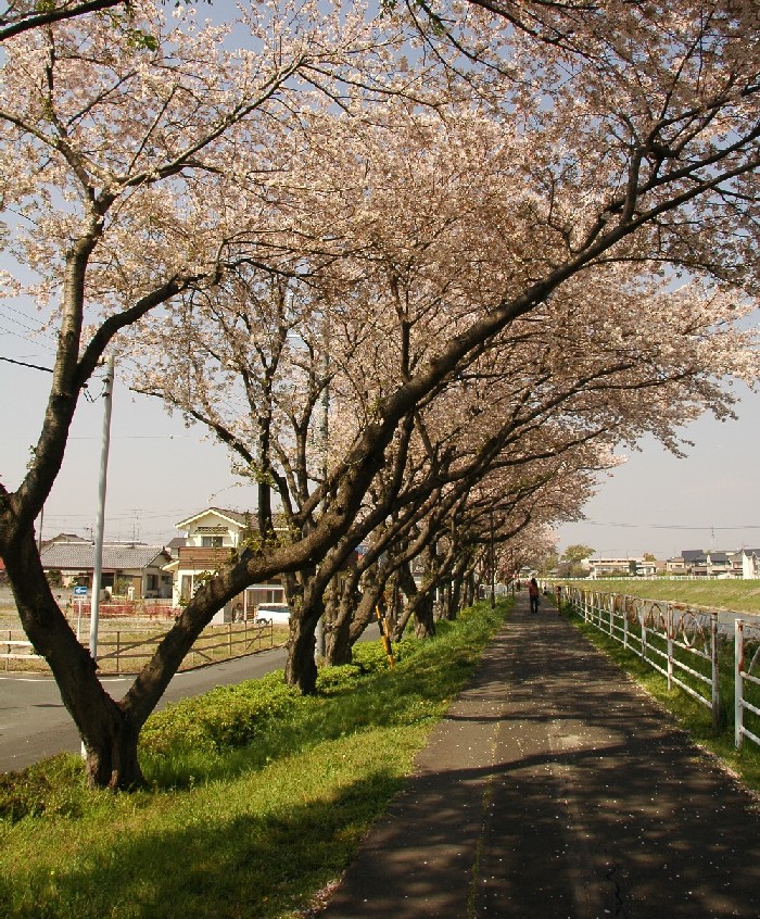 堤防の桜_b0179082_2329512.jpg