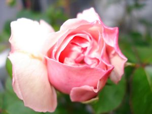 2009年5月12日 もう暑いぐらい。。。_b0098584_15371714.jpg