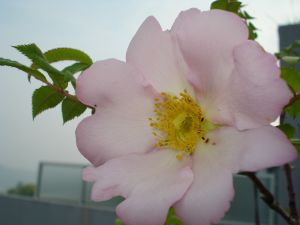 2009年5月12日 もう暑いぐらい。。。_b0098584_15373243.jpg