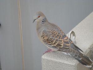 2009年5月12日 もう暑いぐらい。。。_b0098584_1540720.jpg