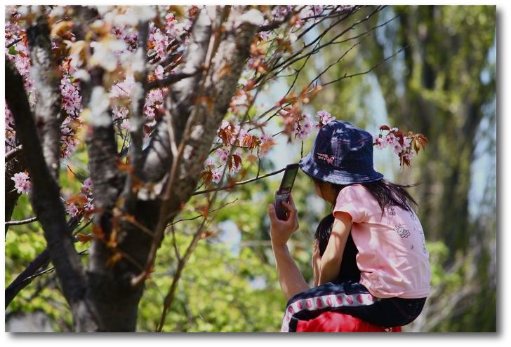 SAKURA in Sapporo_f0172289_21591952.jpg