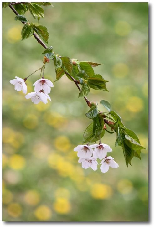 SAKURA in Sapporo_f0172289_22001.jpg