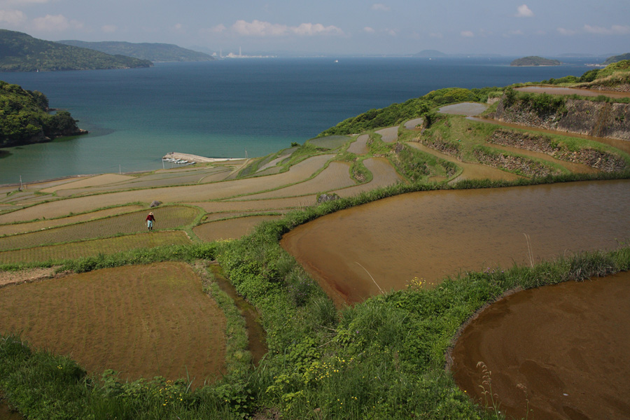 09.05.06：福島町土谷、棚田と大海原と青空に癒されて２_c0007190_1955191.jpg