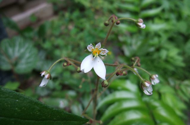 e0070891_20261516.jpg