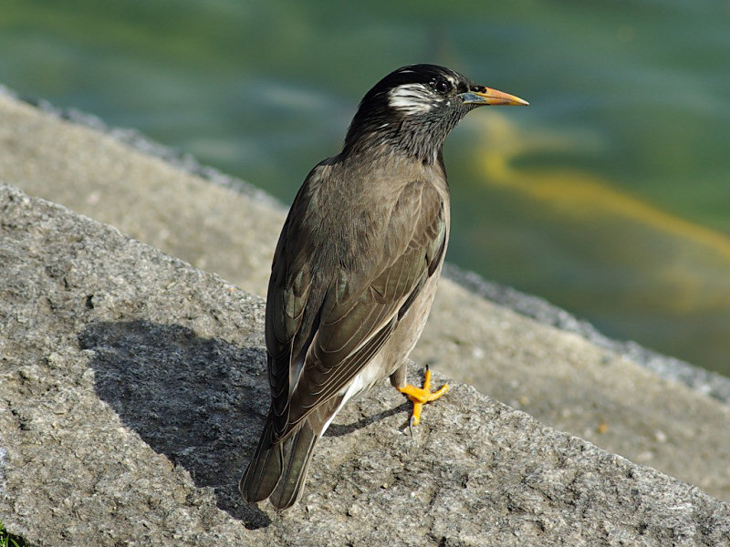 ムクドリ（西公園・大濠公園 2009/05/12撮影）_f0204094_1781875.jpg