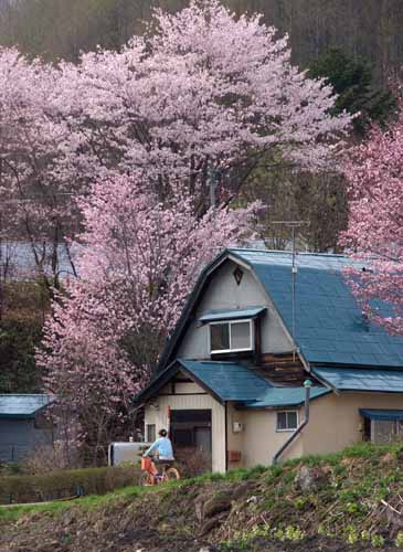 夕張34・桜その2_f0173596_10425167.jpg