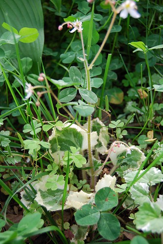 c0124100_16264555.jpg