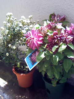 c0037701_2311487.jpg
