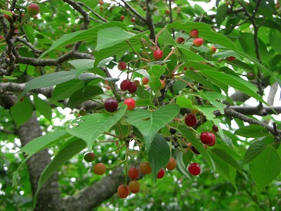 c0125501_652660.jpg