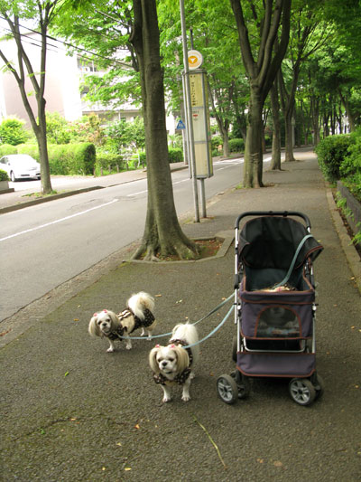 今日も・・・愛犬たちとお揃いドレスでぉ散歩_c0011204_16502364.jpg