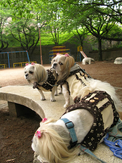 今日も・・・愛犬たちとお揃いドレスでぉ散歩_c0011204_1651557.jpg