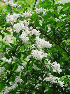 卯の花 江戸の花 江戸の歳時記 気ままに江戸 散歩 味 読書の記録