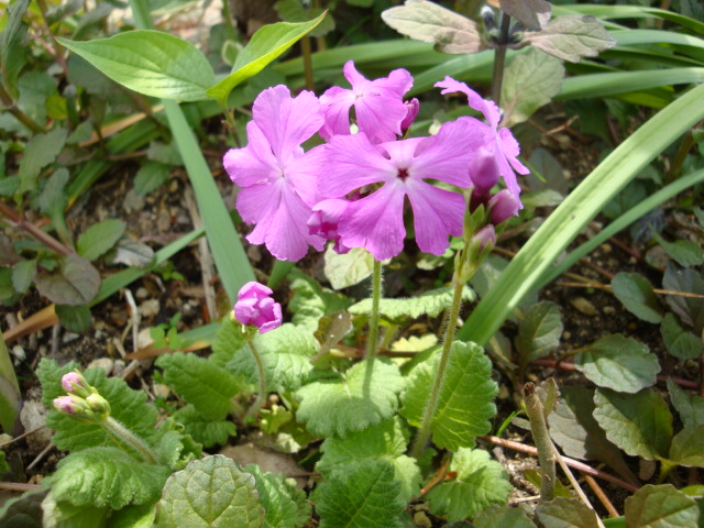 e0175905_21565987.jpg