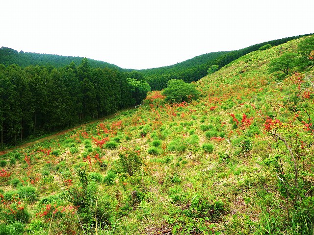 南伊豆山つつじ祭り　５月２０日まで_f0182513_9193953.jpg