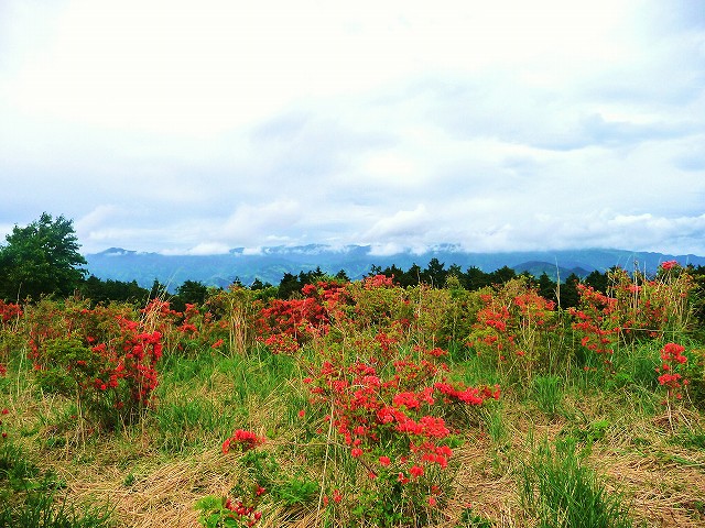 南伊豆山つつじ祭り　５月２０日まで_f0182513_920534.jpg