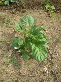 b0026615_9104315.jpg