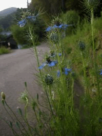 f0018417_15352477.gif