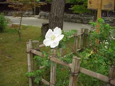 清水園と小和田家_e0135219_1443491.jpg