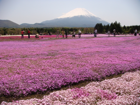 芝桜２_f0095431_649516.jpg