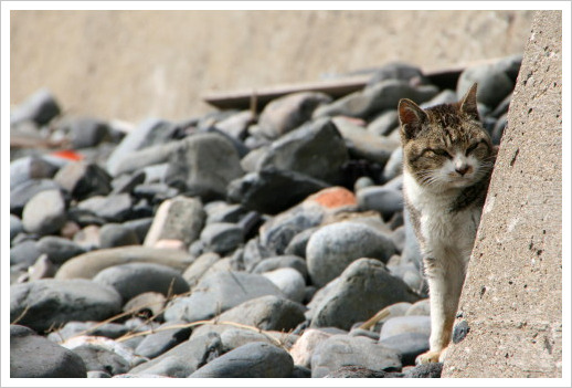 猫の島 「岩場の猫達」_d0098941_21202224.jpg