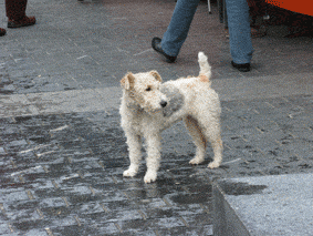 e0034141_1021199.gif
