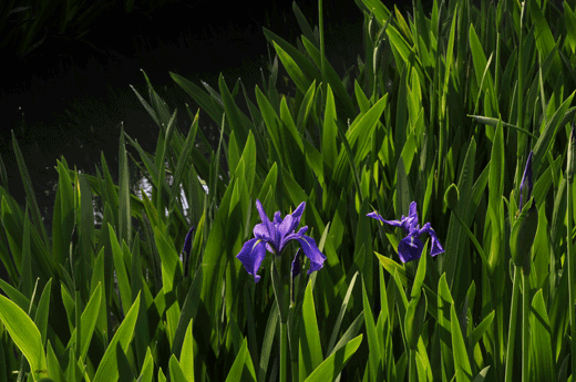 c0093046_7244914.gif
