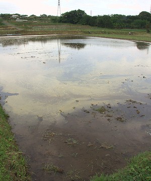 田原ふるさと公園のとなりで、一面に咲く真っ赤なポピー_c0171849_1663897.jpg