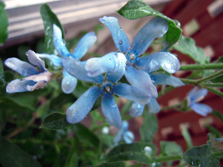 b0005652_20532524.gif