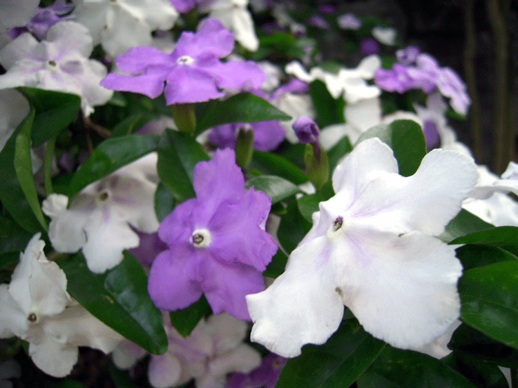 b0005652_2194726.gif