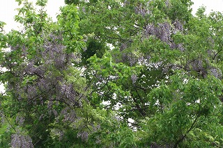 浦佐スキー場の花_a0084753_14492293.jpg