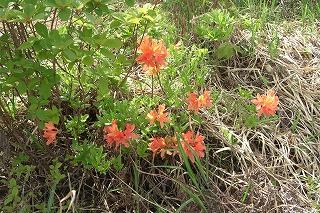 浦佐スキー場の花_a0084753_145054100.jpg