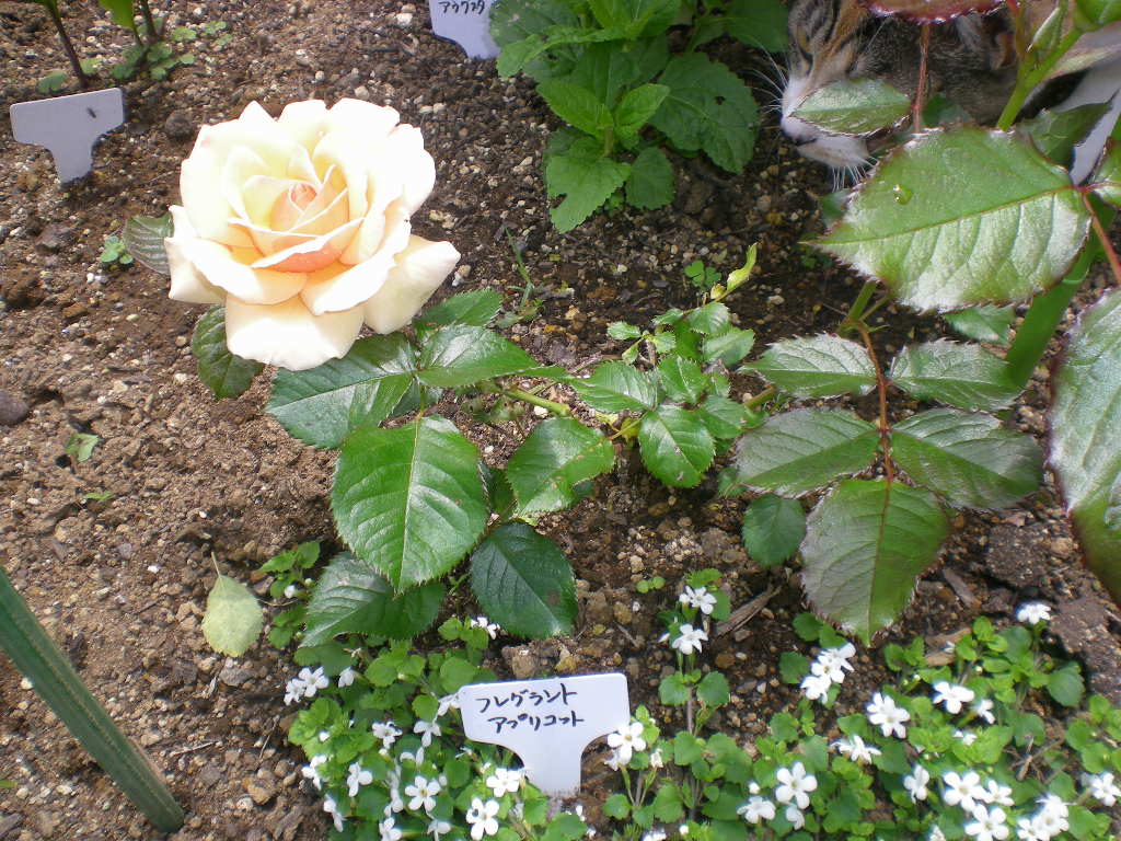 5月13日(水)バラと草取りと!_f0060461_20431713.jpg