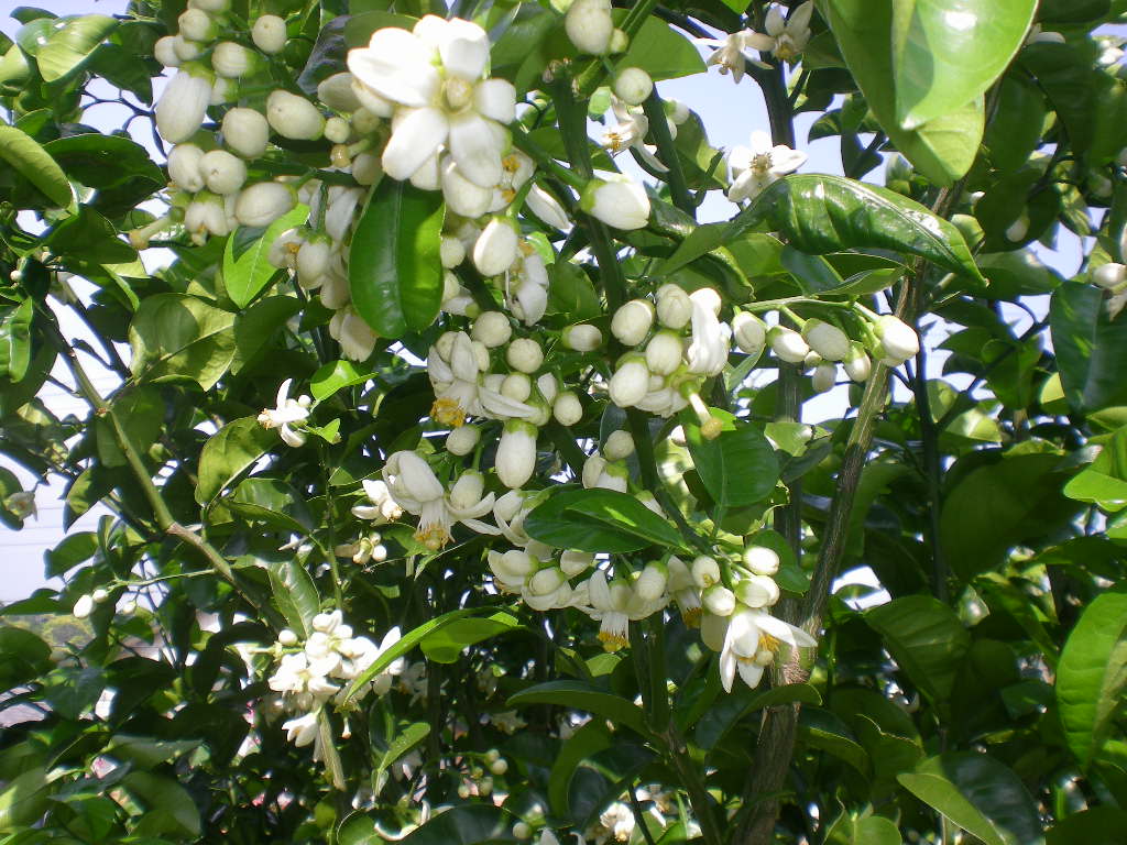 5月13日(水)バラと草取りと!_f0060461_20451320.jpg