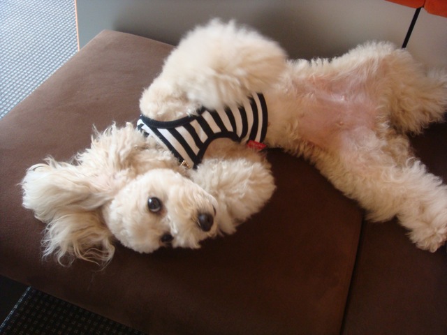 2009.5.13 暑い毎日。。。_a0083571_17185213.jpg