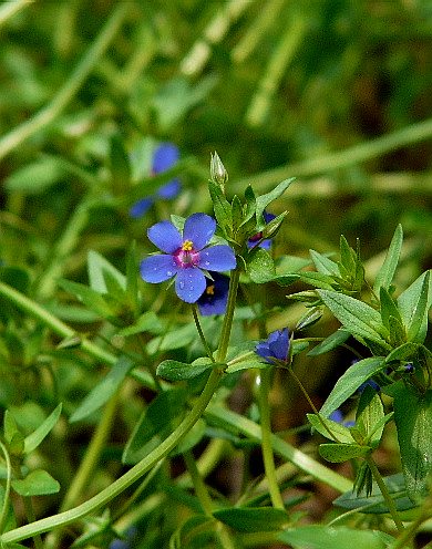 京都府立植物園の楓（ふう）の木とお花たち_d0084473_20223048.jpg