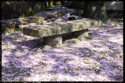 家の近所の公園の桜_c0180779_22383248.jpg