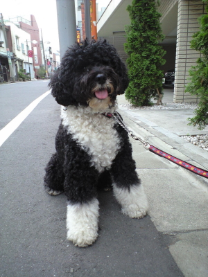 portuguese water dog_e0175580_2185471.jpg