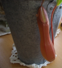 f0107793_1538649.jpg
