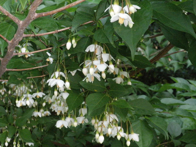 白い花あれこれ。その２。　５月１４日（木）_c0055900_12423743.jpg