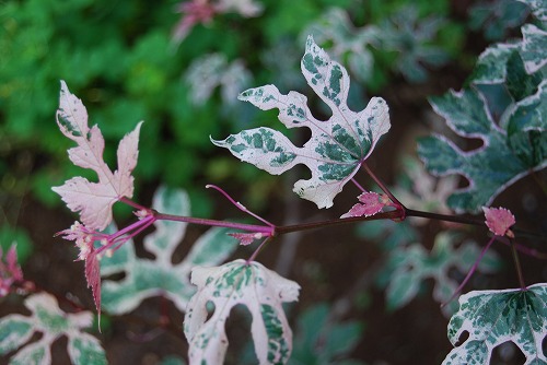 c0124100_14315657.jpg